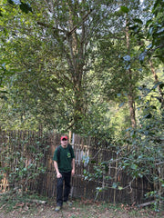 2026 Pu Er-Vertiefung mit Yu Jinsong am 28. Juni Sonntag